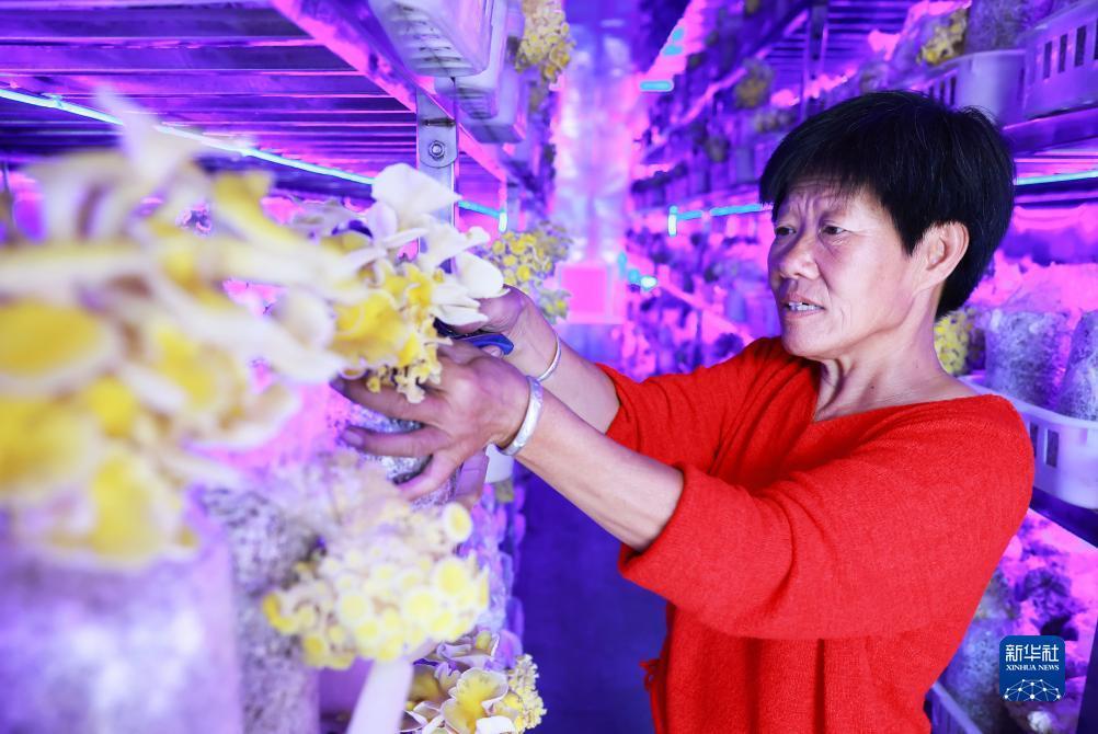 斗三公官网开户